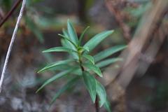 Pimelea longifolia