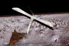 Hellinsia homodactylus