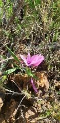 Babiana blanda