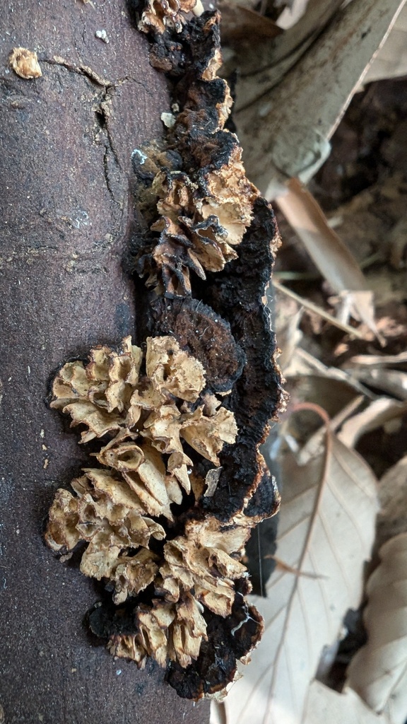 Daedaleopsis styracina · January 2025 · photo: © atsushi_nakajima_cirque (iNaturalist, cc-by)