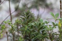 Pimelea longifolia