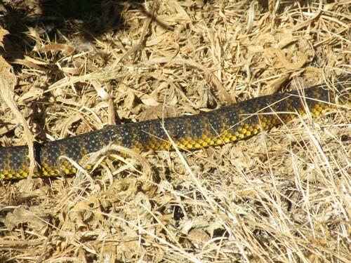 Western Tiger Snake sighting