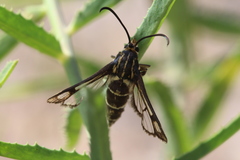 Chamaesphecia bibioniformis