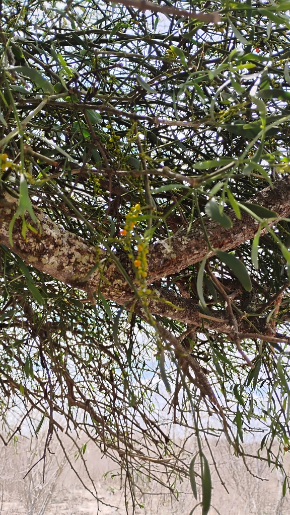 Foto de Erva-de-passarinho
