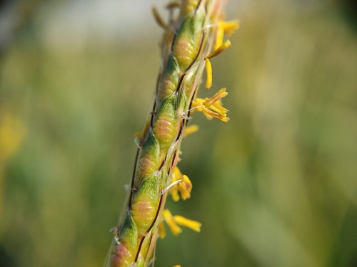 Ischaemum rugosum iNat (3)