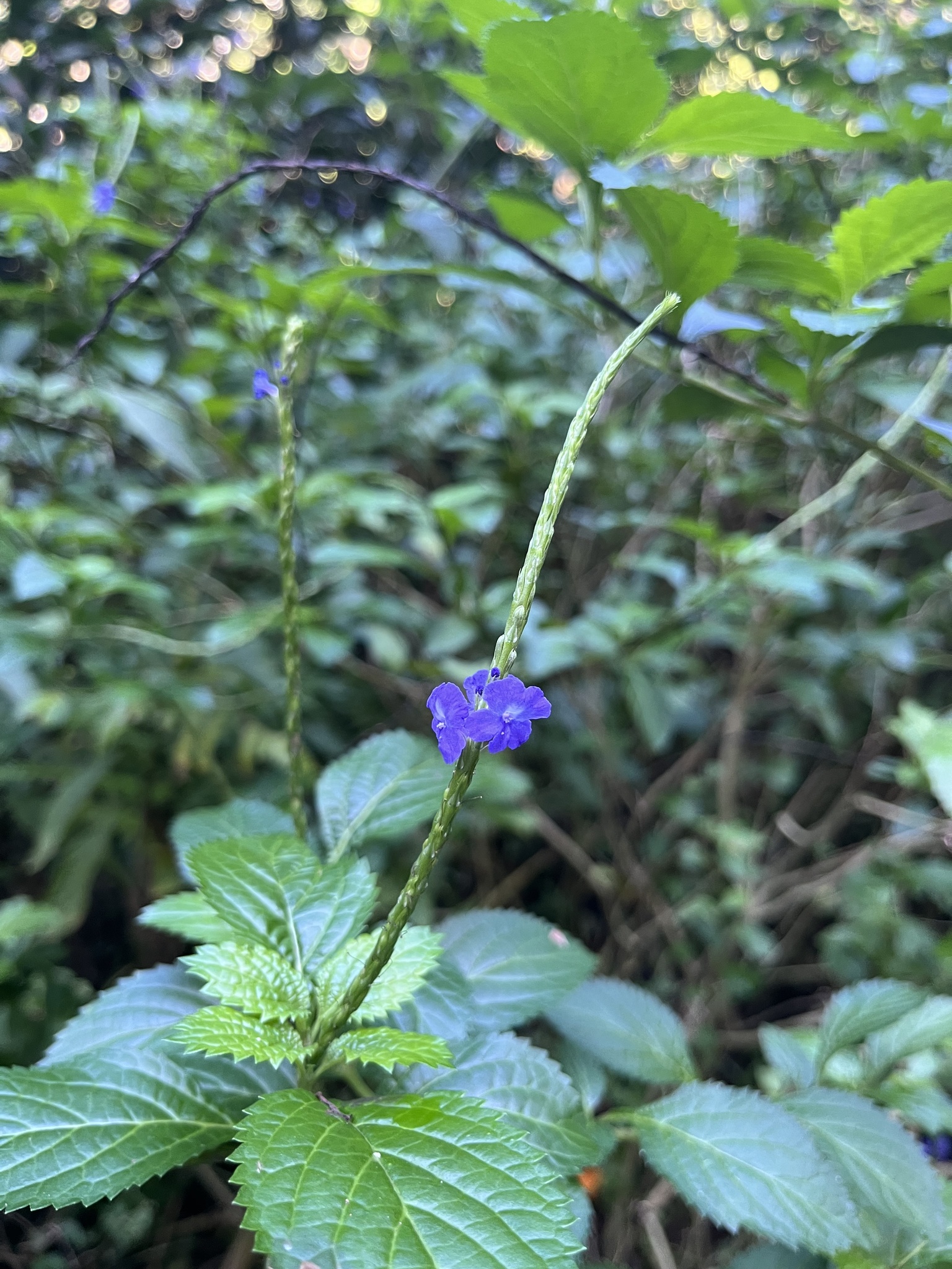 Imagem de Gervão-azul