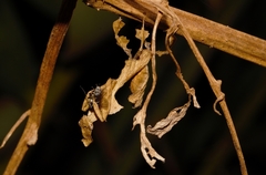 Phyllocrania paradoxa