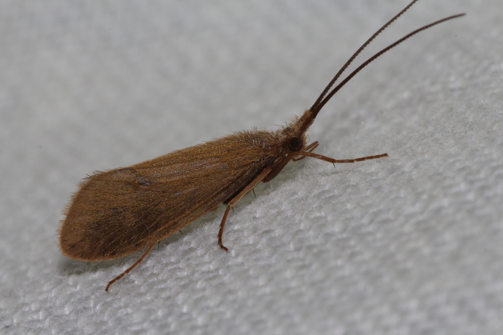 Armour-ballast Caddisflies
