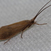 Armour-ballast Caddisflies - Photo (c) Yannick Juvé, some rights reserved (CC BY-NC), uploaded by Yannick Juvé