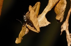 Phyllocrania paradoxa