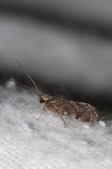 Polycentropus