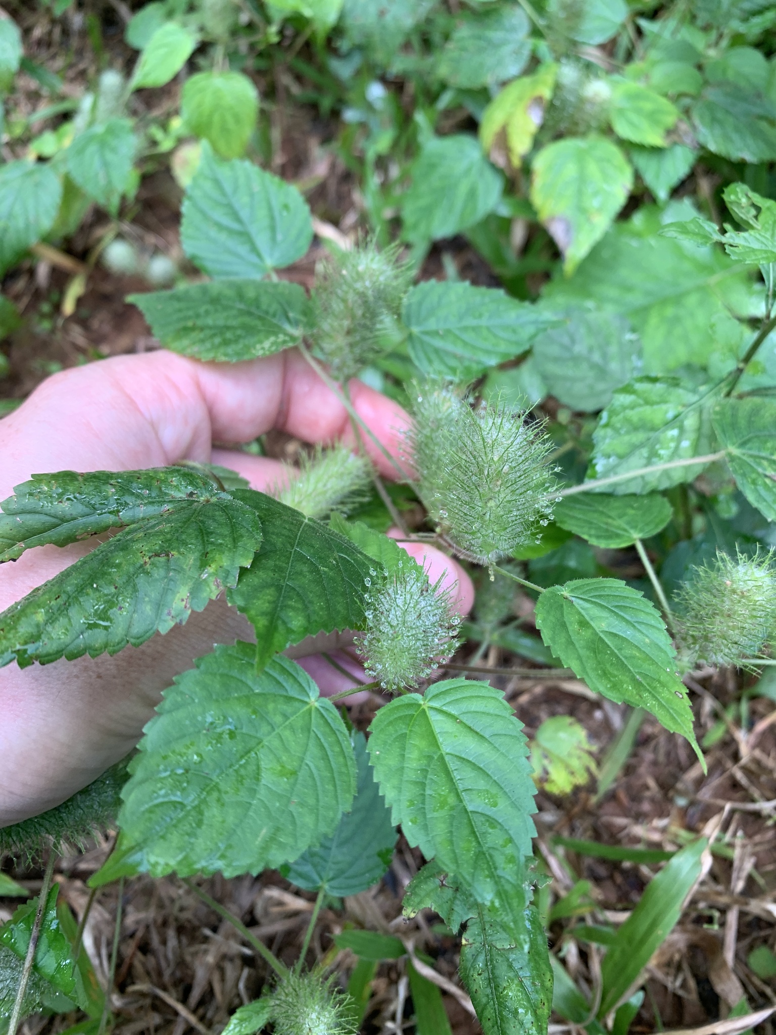 Acalypha alopecuroidea Jacq.