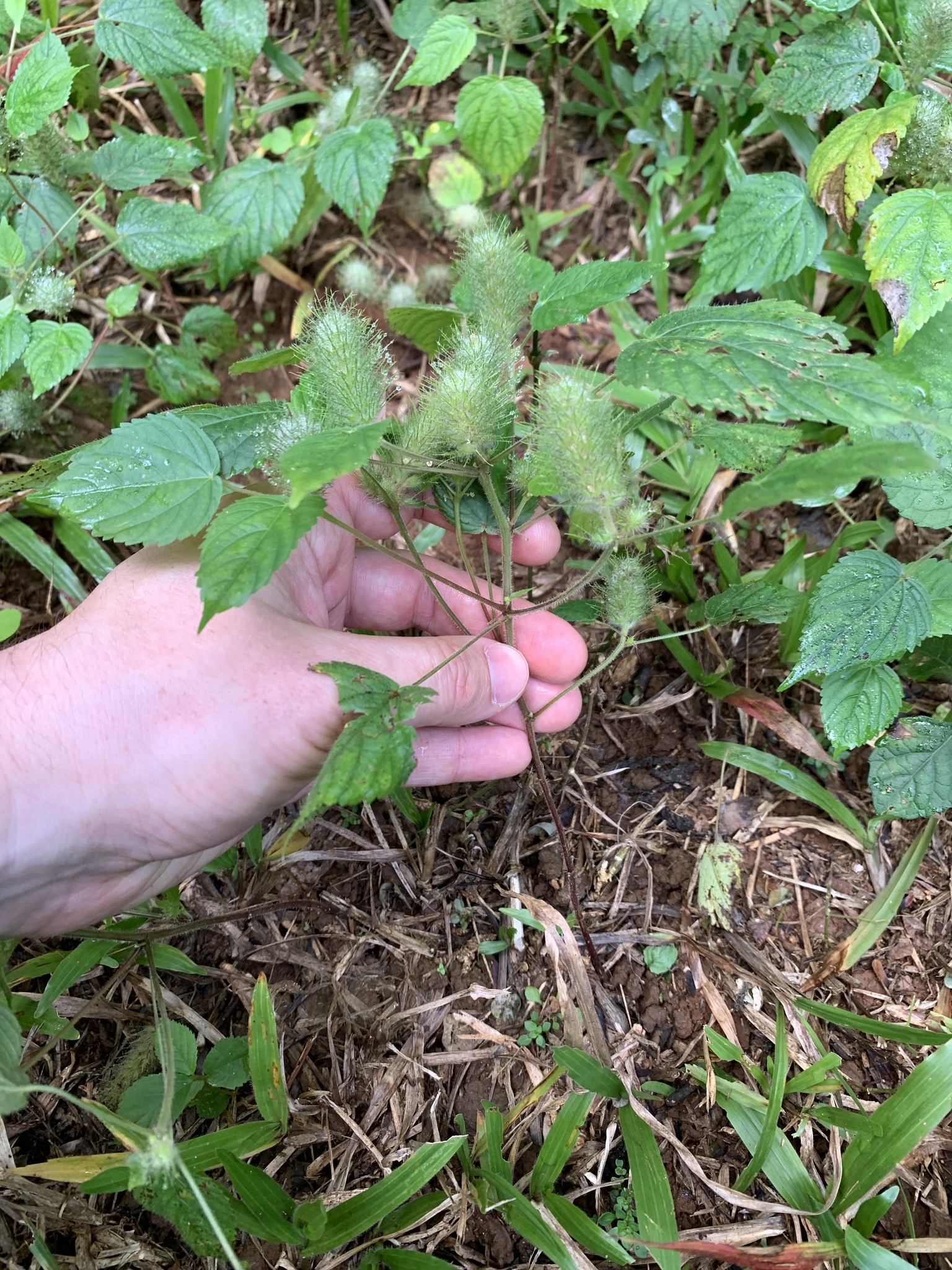 Acalypha alopecuroidea Jacq. 2