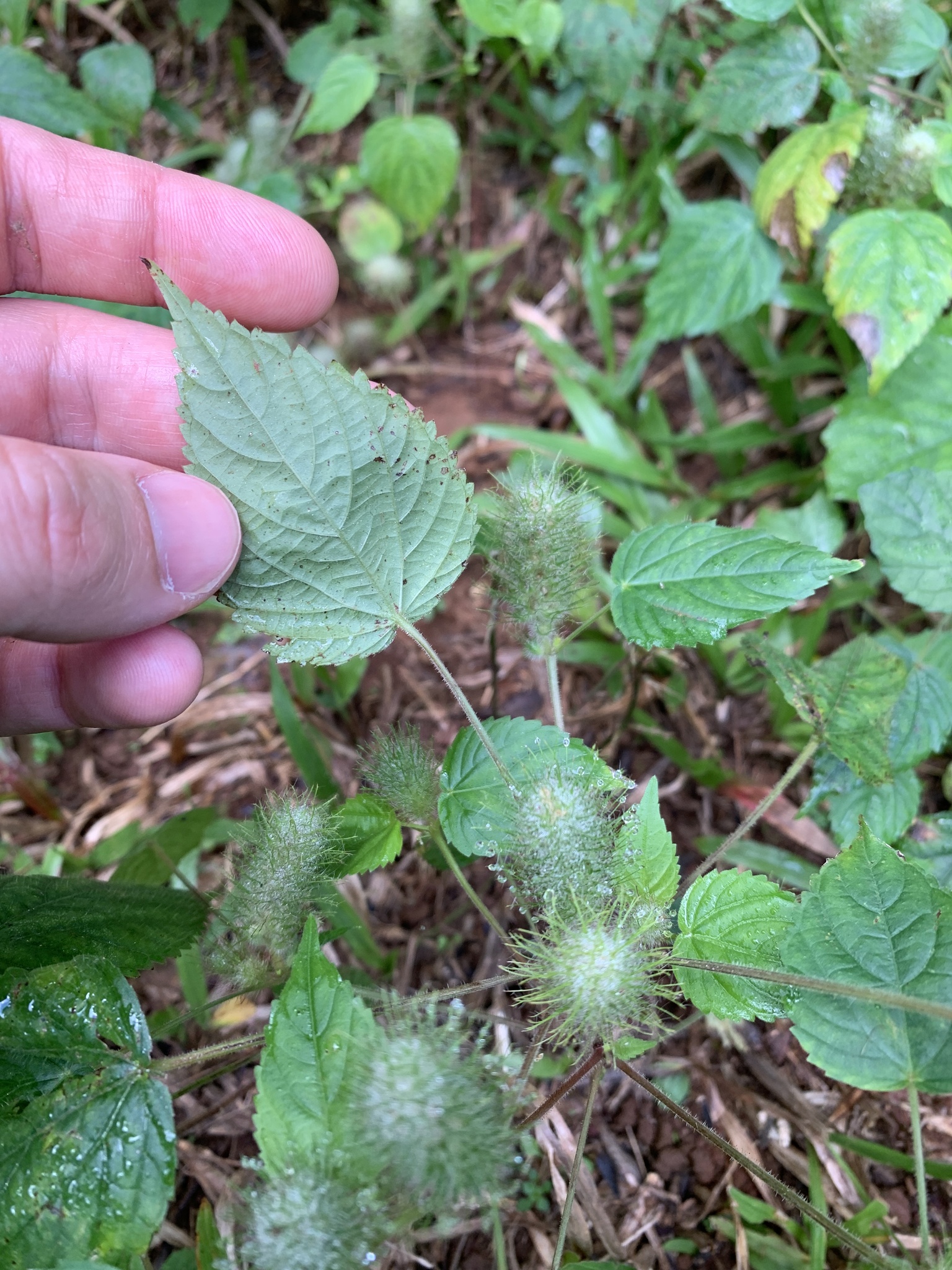 Acalypha alopecuroidea Jacq. 3