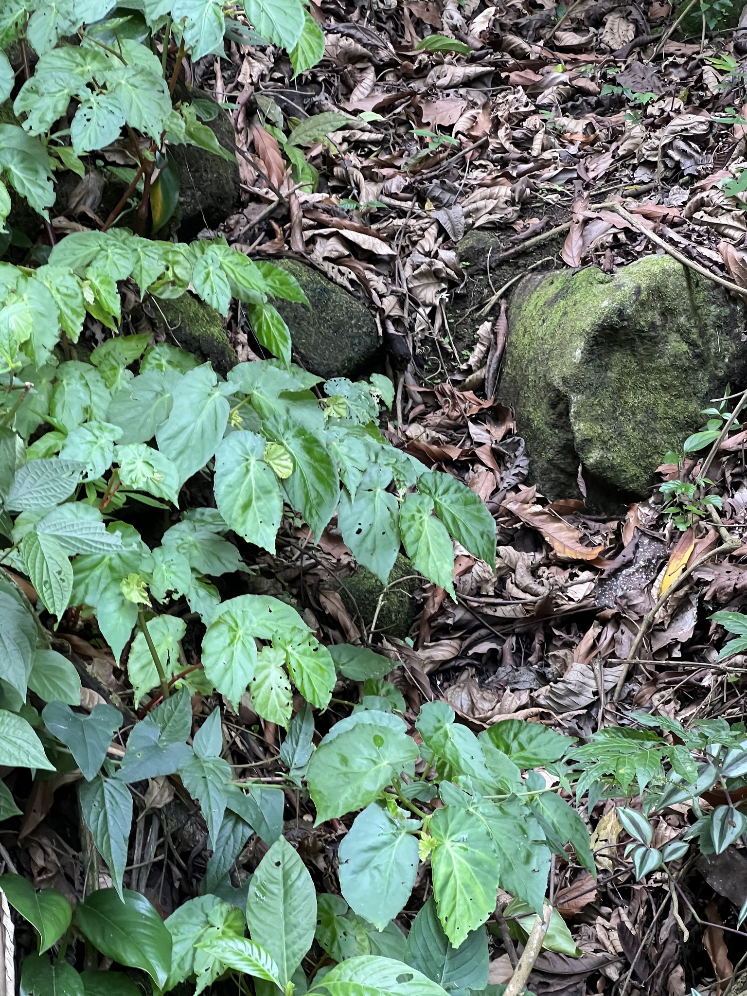 Imagem de Begônia