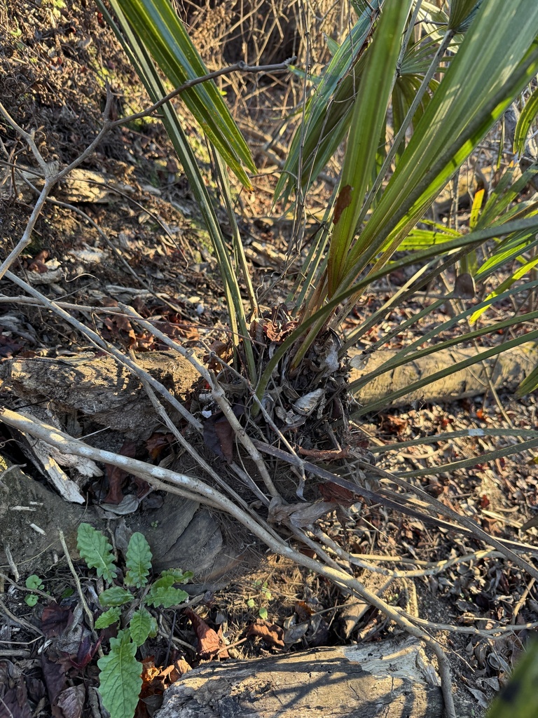 Foto de Palmeira-agulha