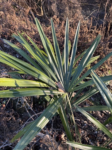 Foto de Palmeira-agulha
