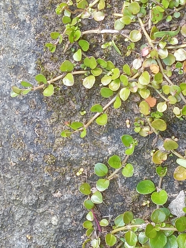 Foto de Erva-de-são-joão