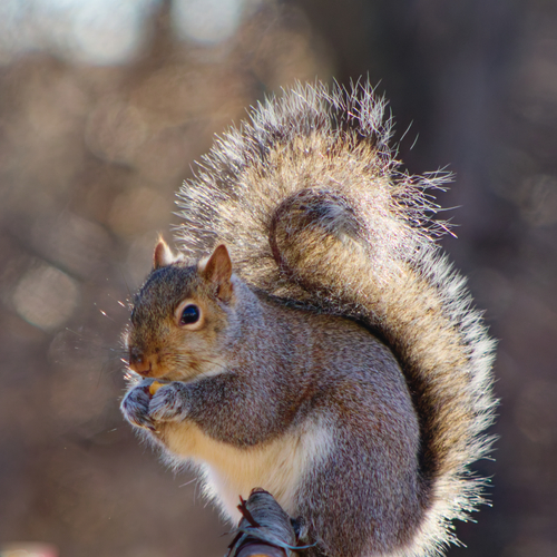 Eastern Gray Squirrel photographed in Wisconsin
