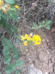 Medicago falcata