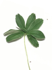 Alchemilla nitida