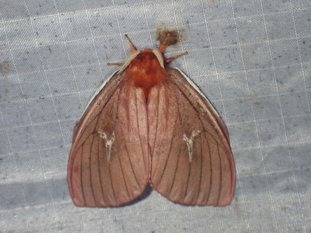 Cerodirphia siriae