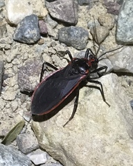 Rhiginia cinctiventris