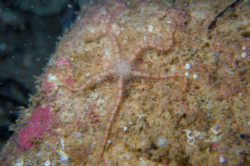 Ophiothrix caespitosa observed 2025-01-03