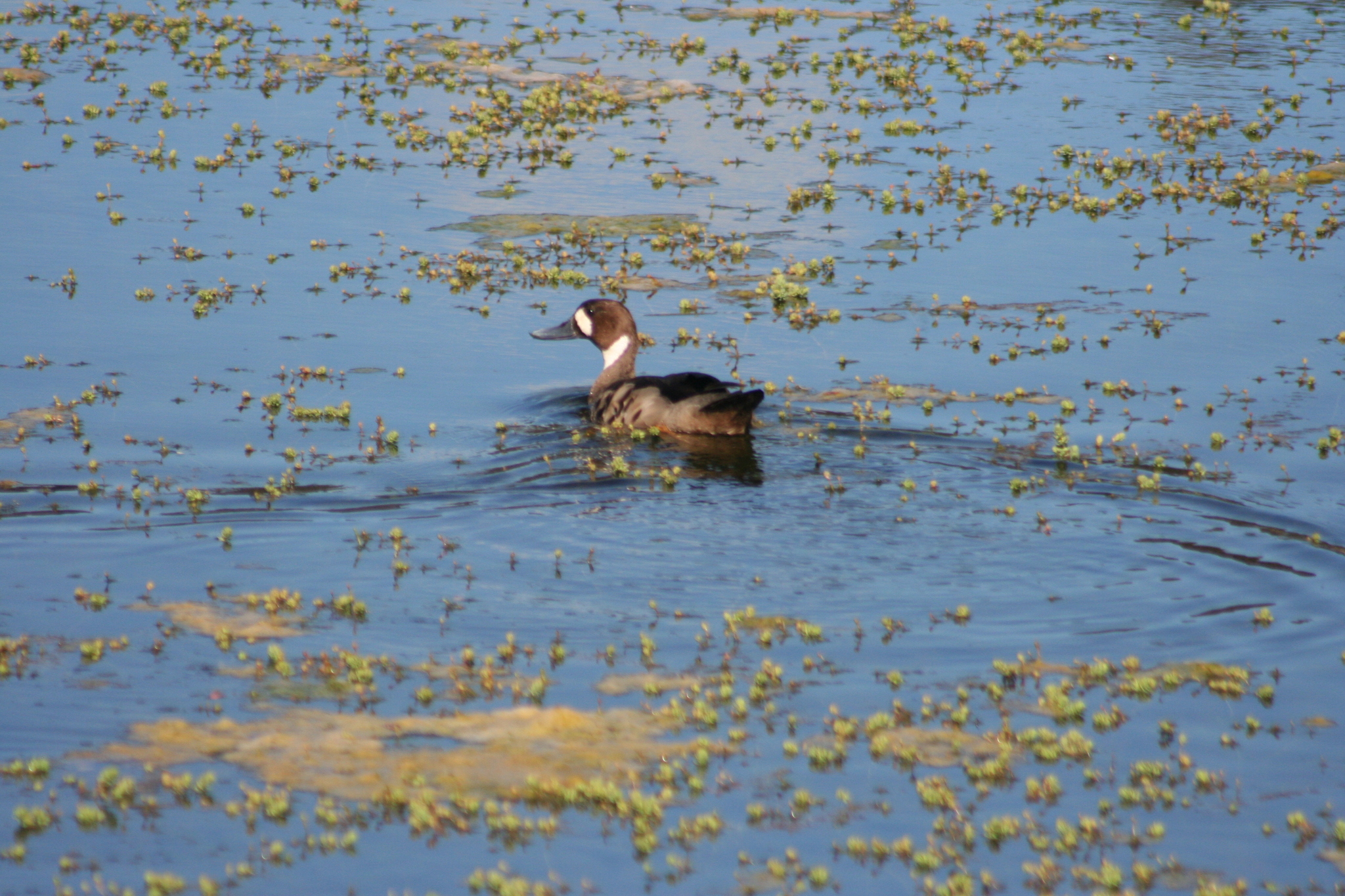 Bronze-winged Duck (Speculanas specularis), photo 2
