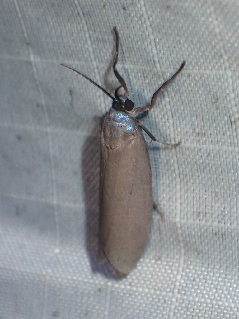 Euthyone muricolor