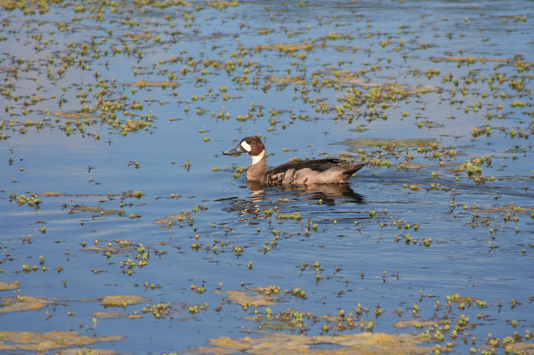 Bronze-winged Duck (Speculanas specularis), photo 3