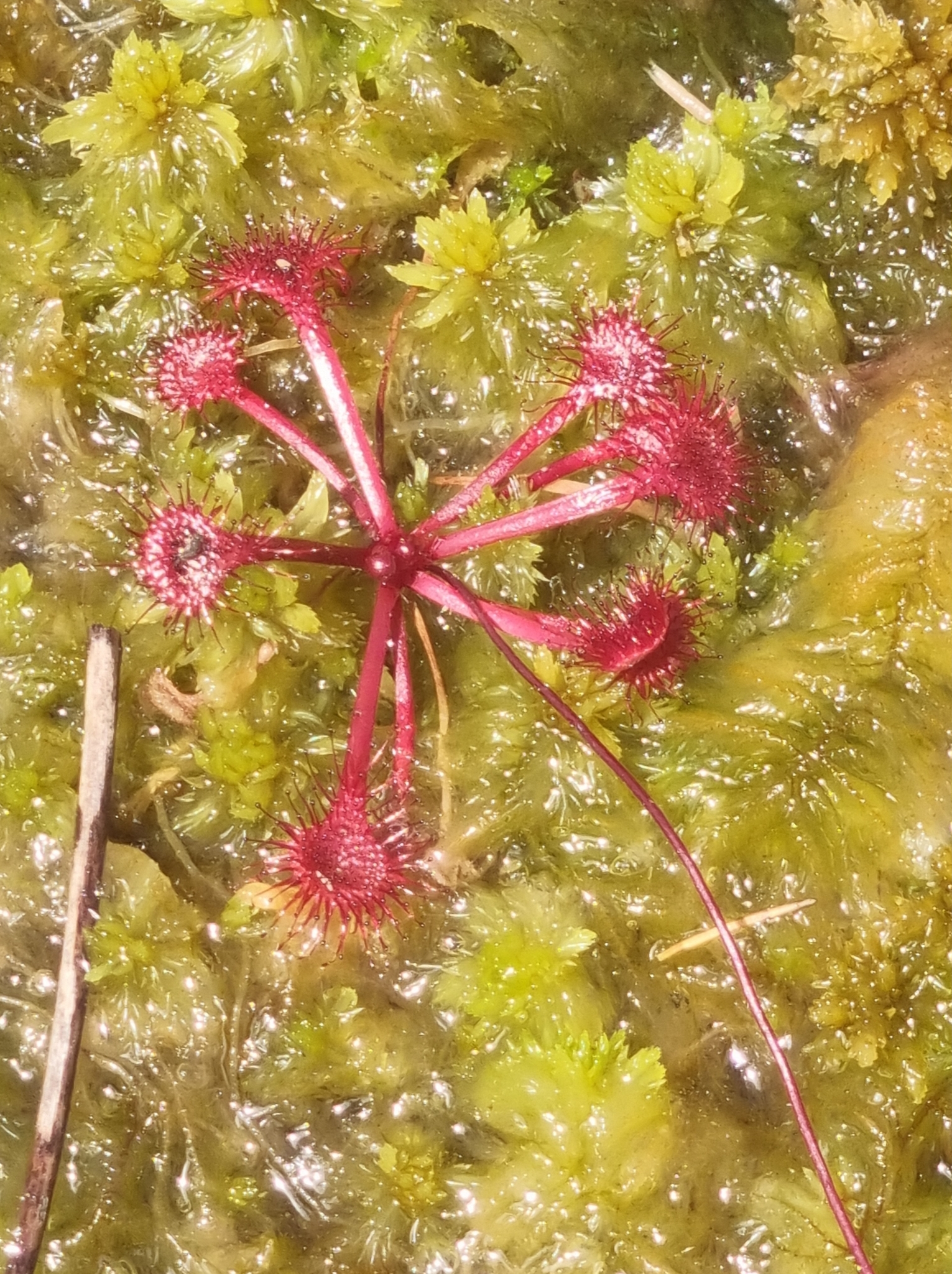 Imagem de Drosera espatulada