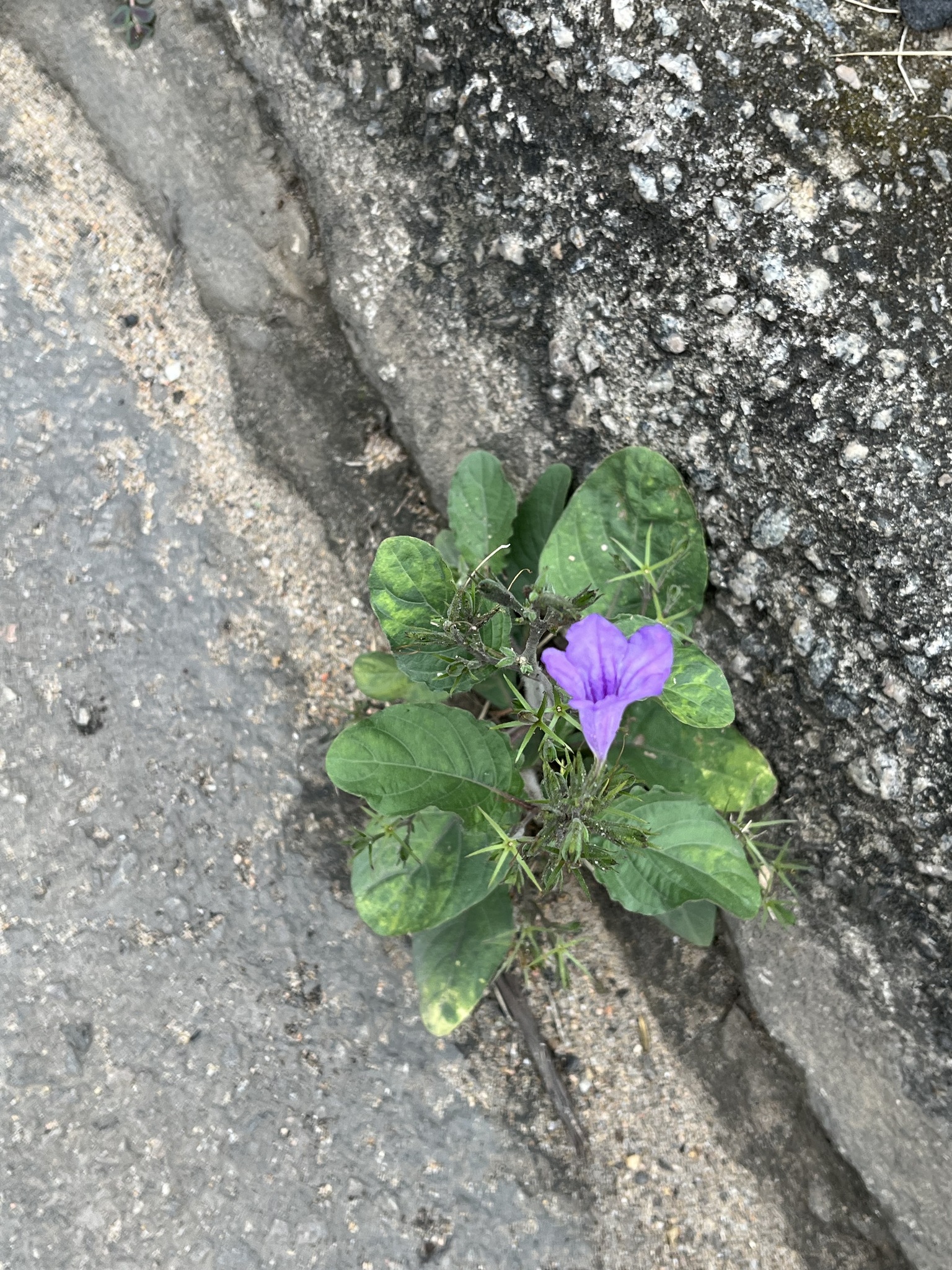 Ruellia simplex