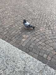 Columba livia domestica