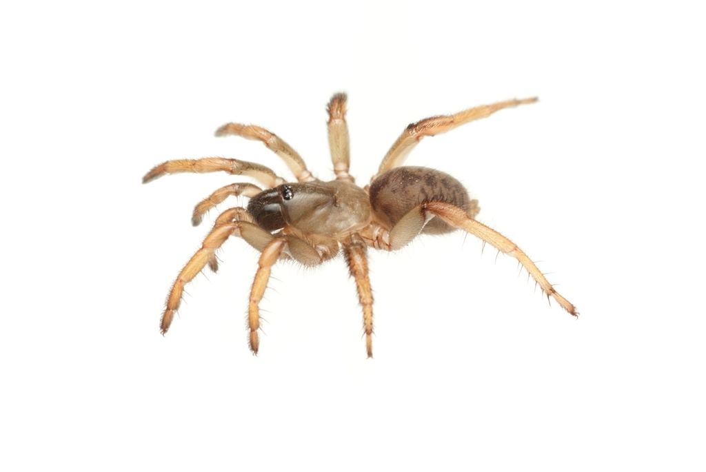 San Bernardino Hills Trapdoor Spider