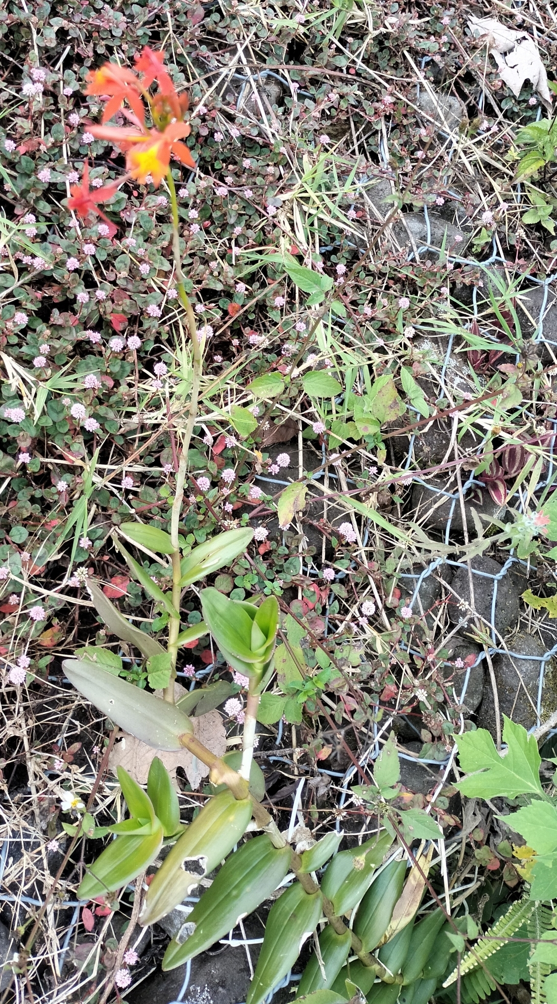 Imagem de Orquídea-radicans