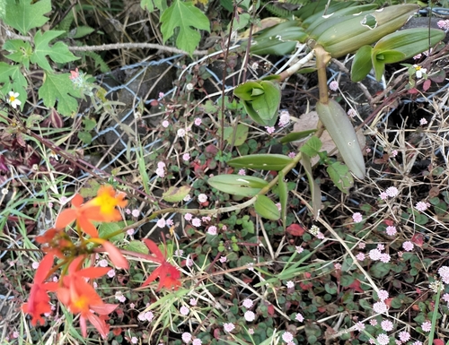 Foto de Orquídea-radicans
