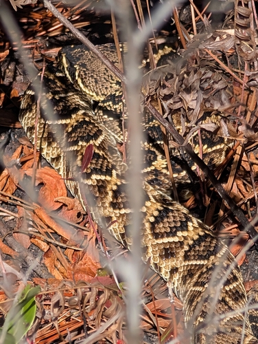 Eastern Diamondback Rattlesnake