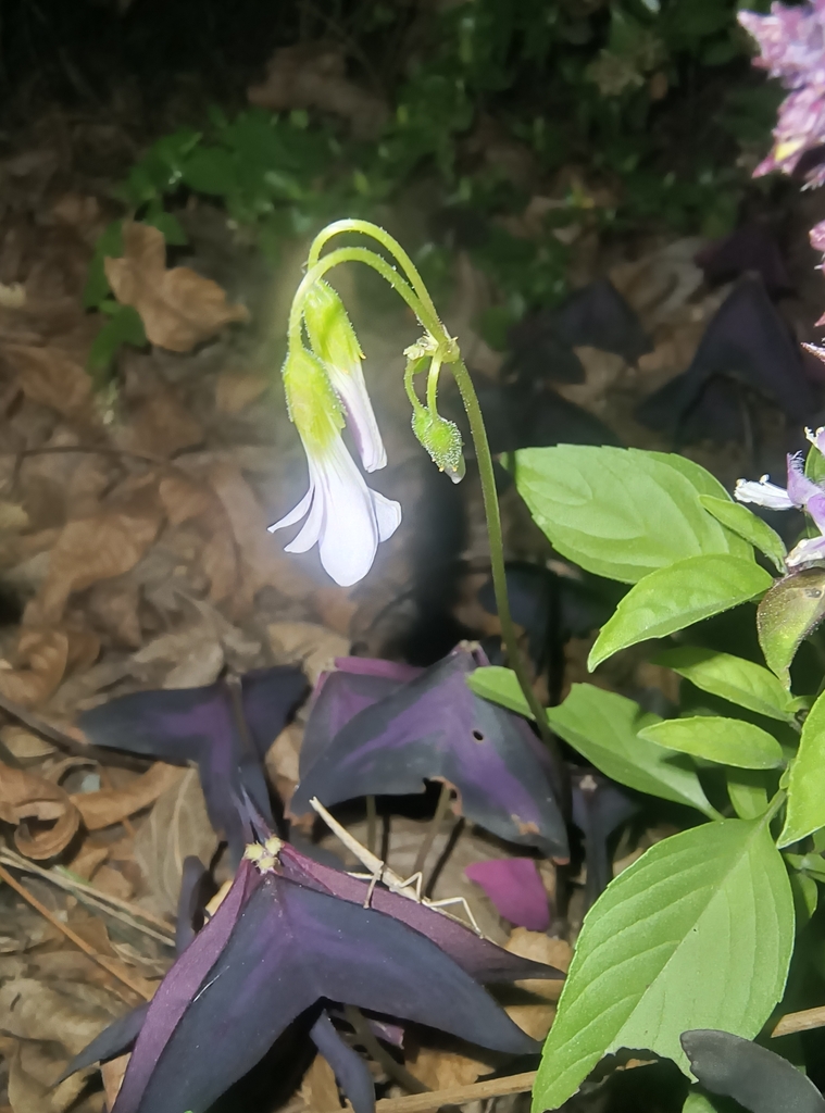 Foto de Trevo negro