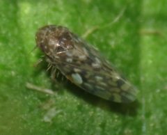 Xestocephalus