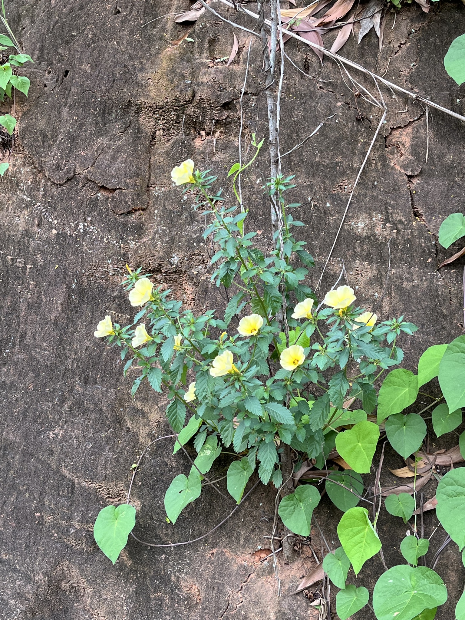 Turnera subulata