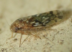 Xestocephalus