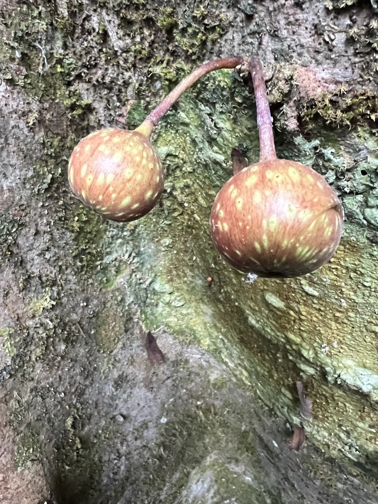 Foto de Gameleira-branca