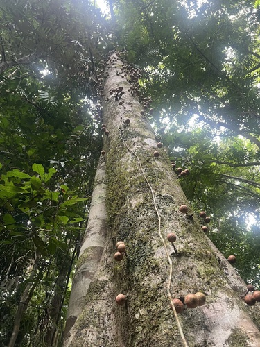 Foto de Gameleira-branca