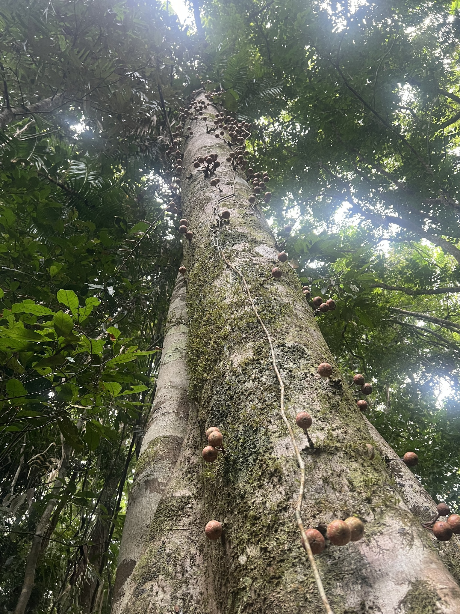 Imagem de Gameleira-branca