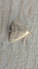 Macrochilo absorptalis