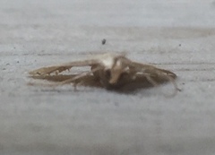 Macrochilo absorptalis