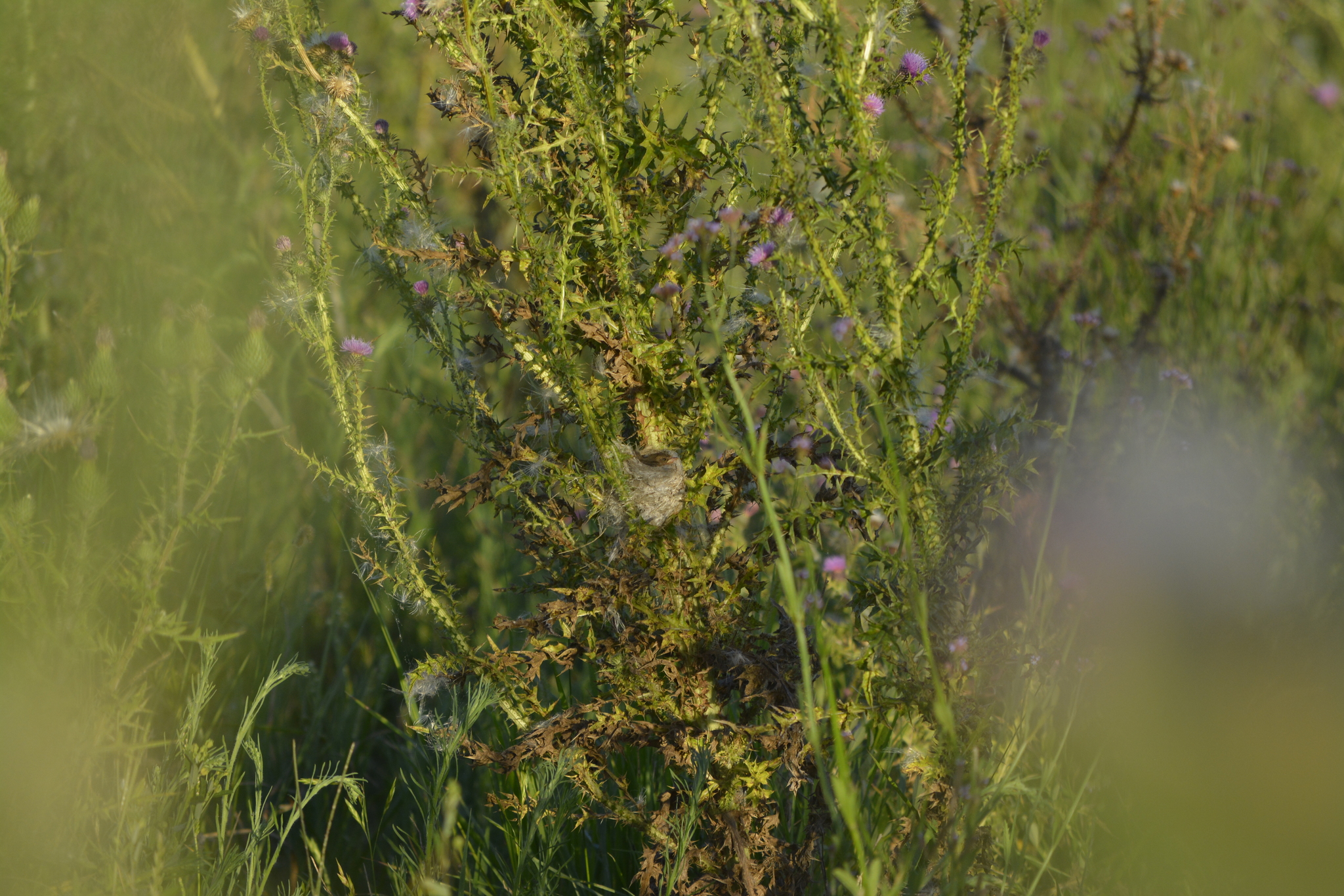 Bearded Tachuri (Polystictus pectoralis), photo 8
