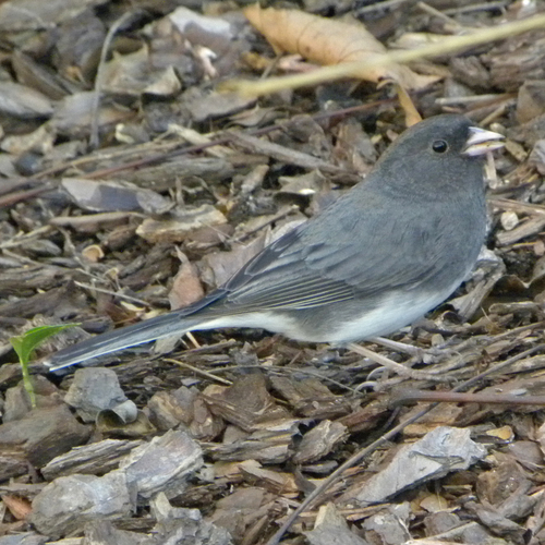 Dark-eyed Junco photographed in Mississippi