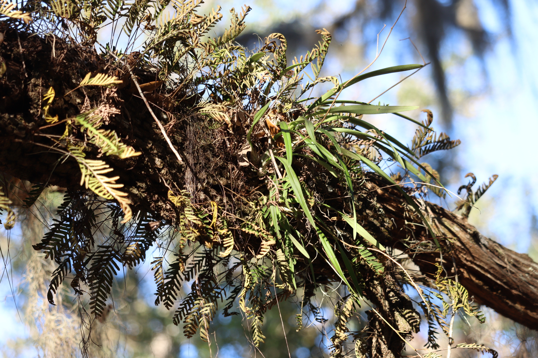 Imagem de Orquídea-borboleta